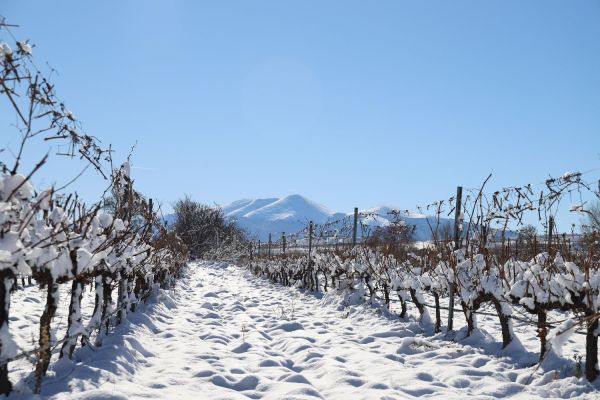 vinedos-valverde5CBCAFAD-83D4-49BE-5042-3C2EA82AE5B8.jpg